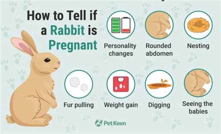 How do I know if my rabbit is pregnant?