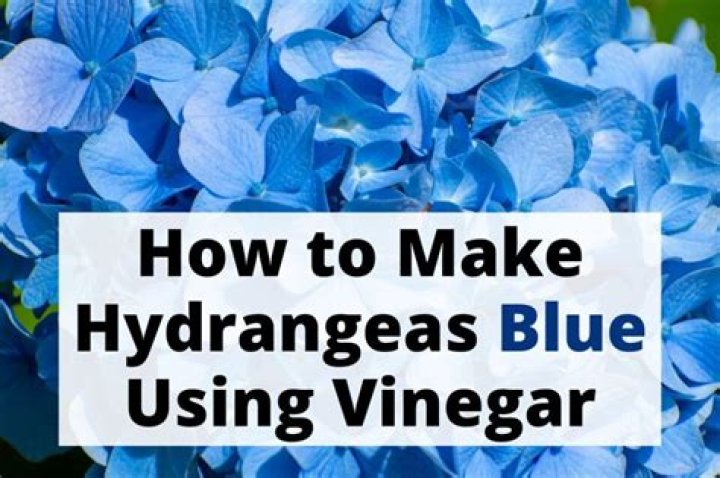How do I make blue hydrangeas with vinegar?