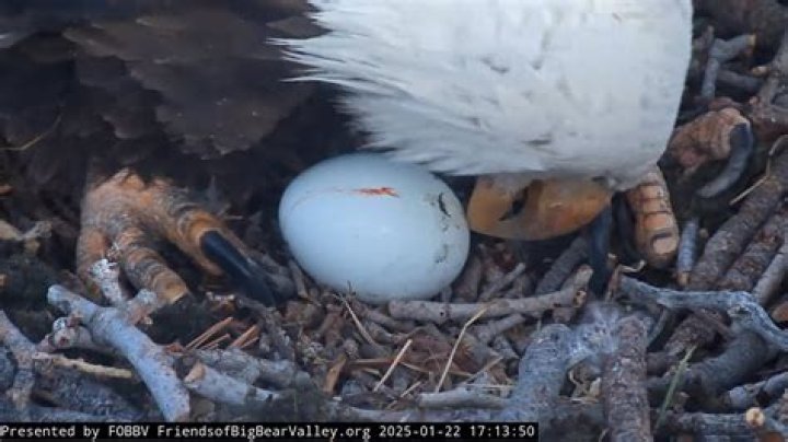 How do I make my baby's first egg?