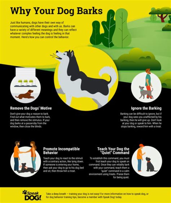 How do I train my dog not to bark at other dogs?