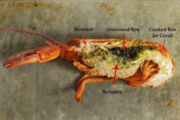 How do lobsters poop?