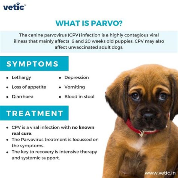 How do raccoons get parvo?