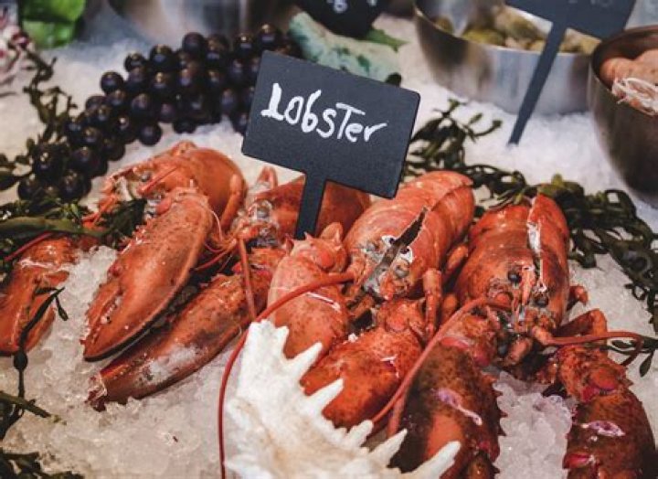How do we know lobsters don't feel pain?