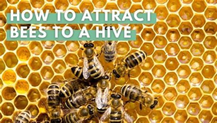 How do you attract native bees to a new hive?