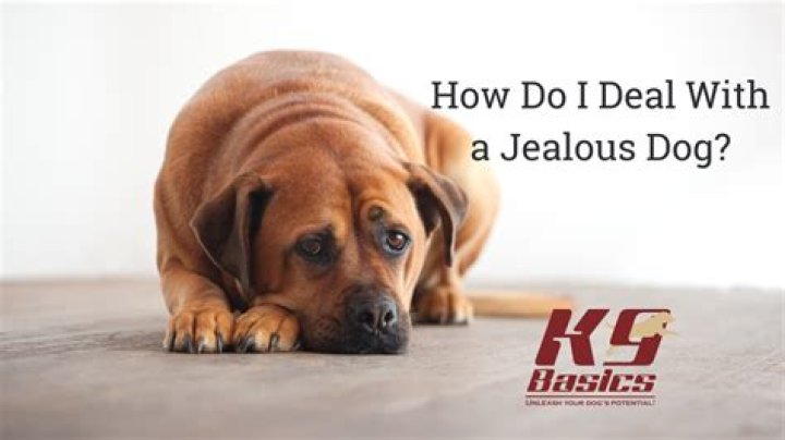 How do you break a jealous dog?