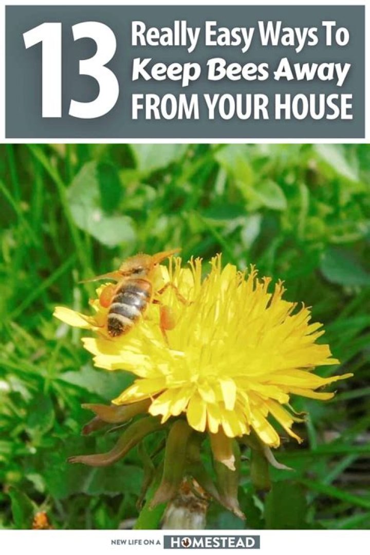 How do you chase bees away?