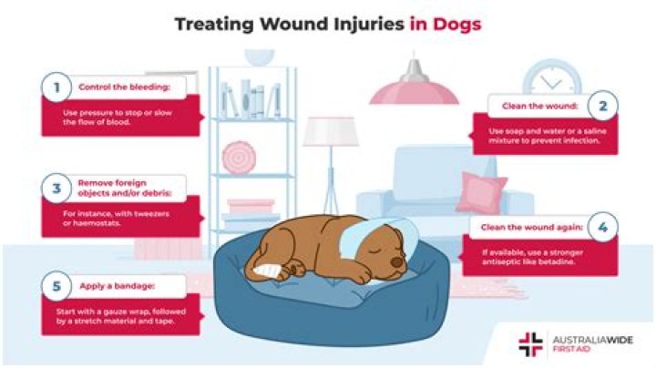 How do you cover a wound on a dog?