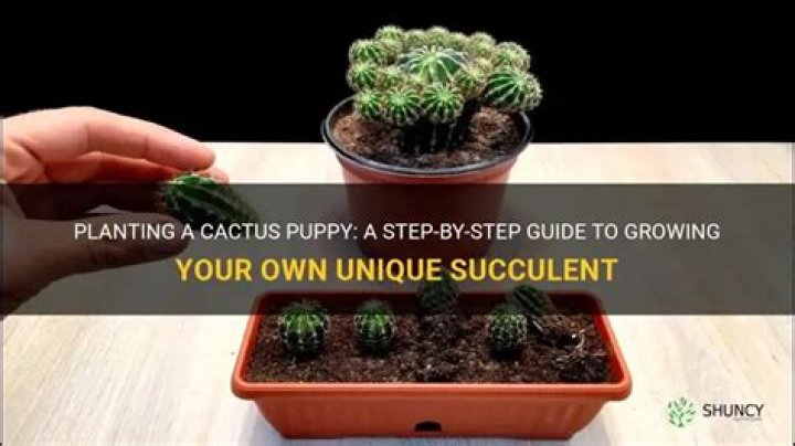 How do you encourage a cactus puppy?