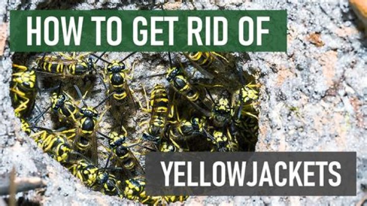 How do you find a yellow jacket hole?