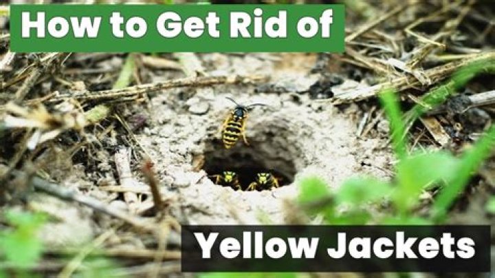 How do you find a yellow jacket nest in the ground?