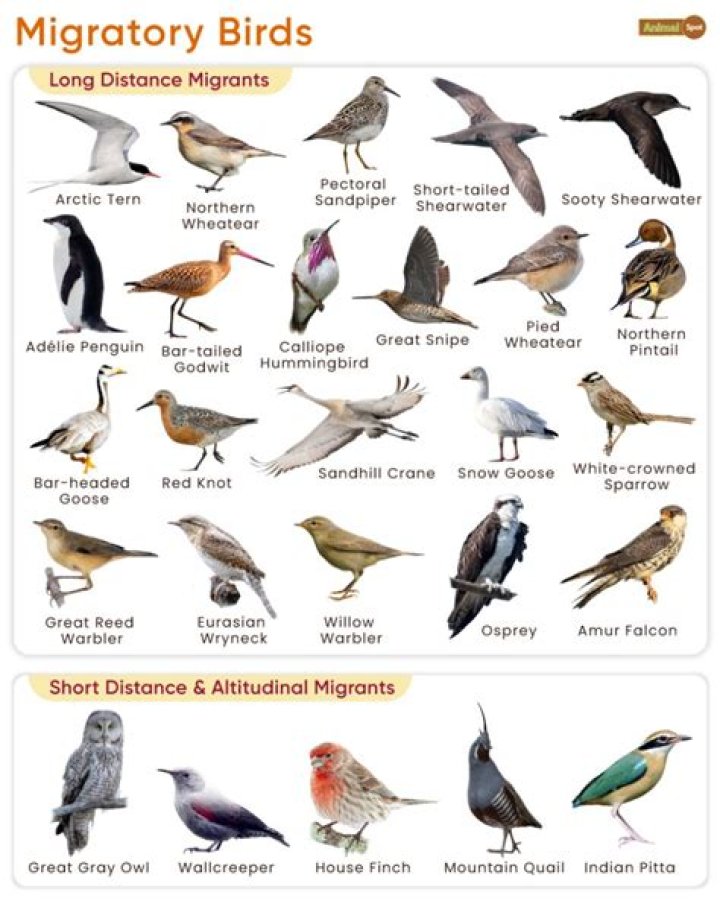 How do you get a bird to come to you?