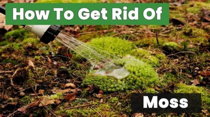 How do you get rid of moss and weeds between pavers?