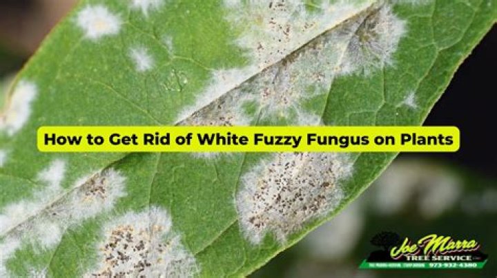 How do you get rid of white fuzzy mold on plants?