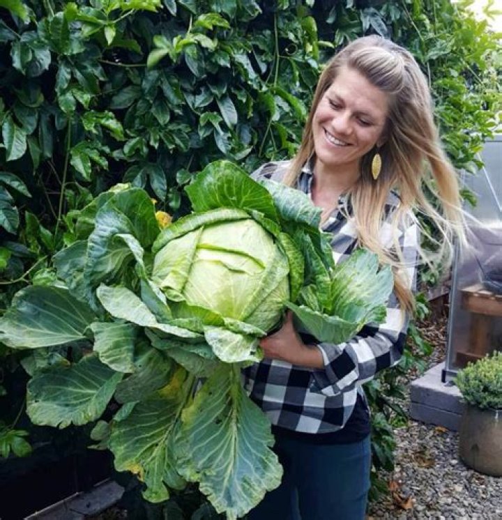 How do you grow collards in Georgia?