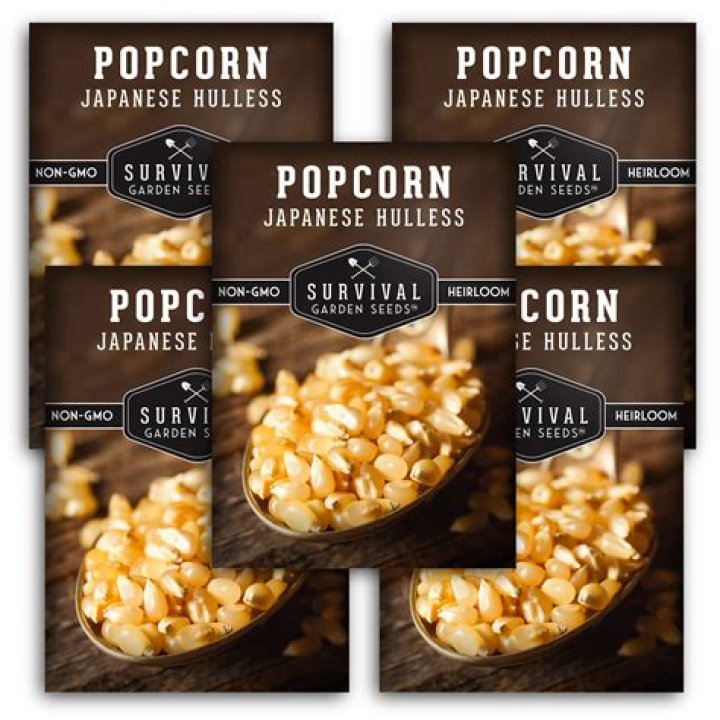 How do you grow hulless popcorn?