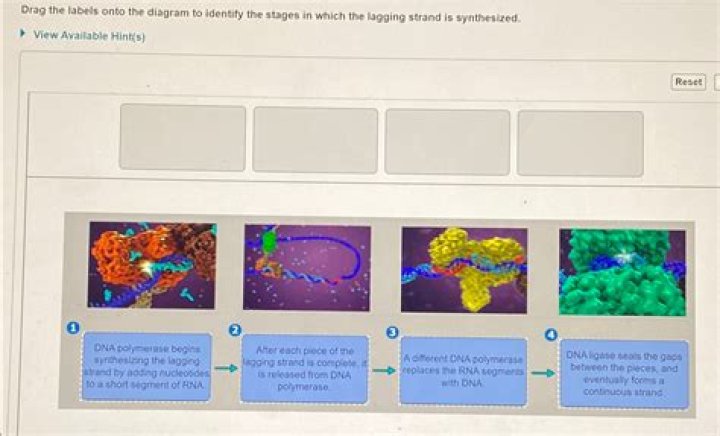 How do you identify a lagging strand?