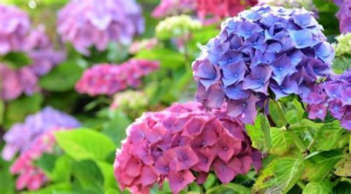 How do you keep hydrangeas blooming?
