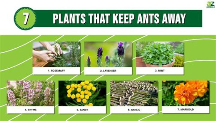 How do you keep plants moist?