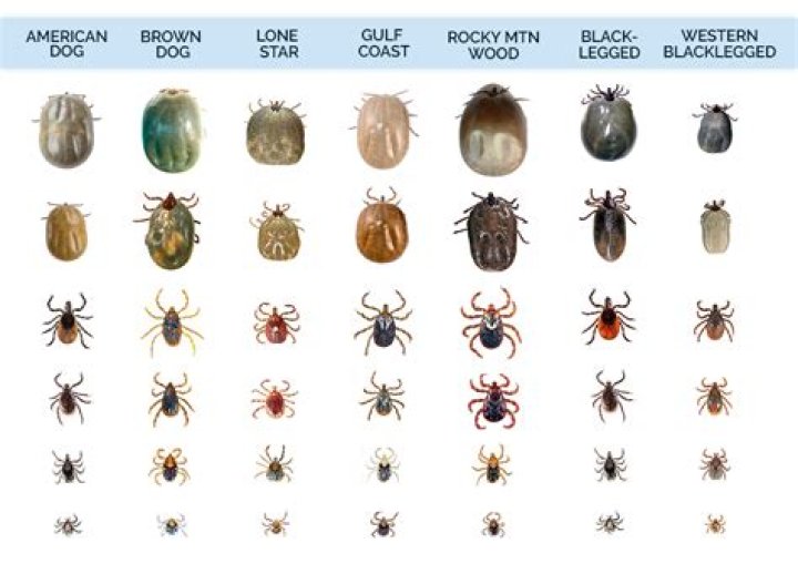 How do you know if you have ticks in your house?