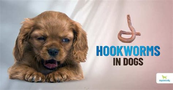 How do you know if your dog has eaten something bad?