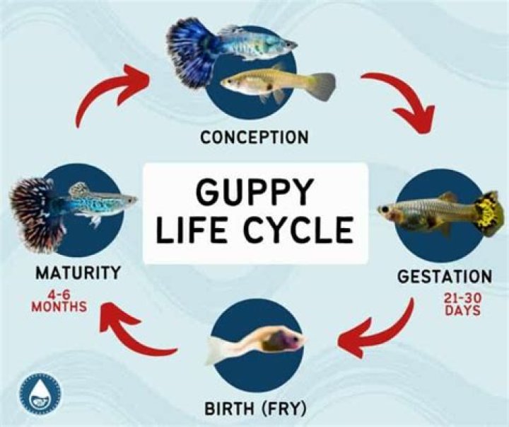 How do you know if your fish are happy?