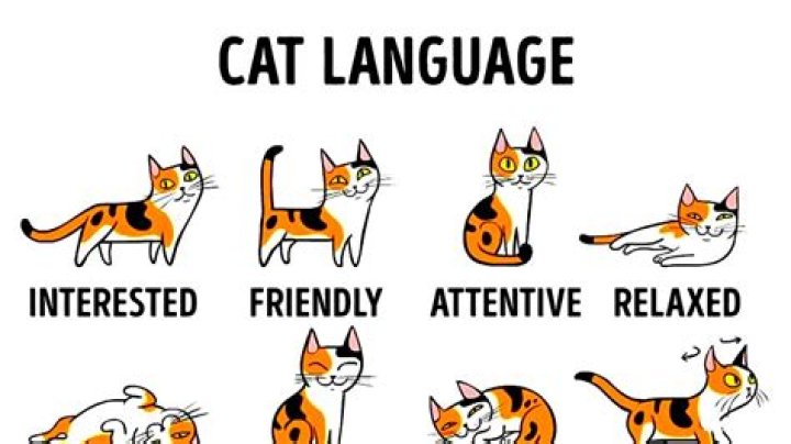 How do you know your cat is happy?