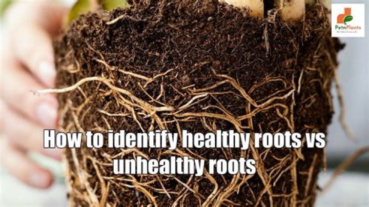 How do you make plant roots healthy?