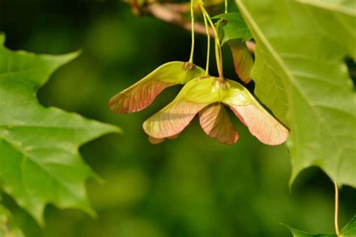How do you plant a Norway maple seed?