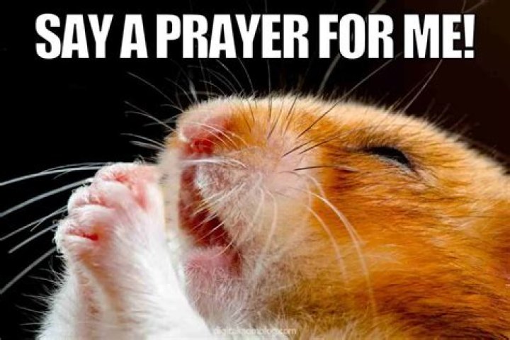How do you pray for a dead animal?