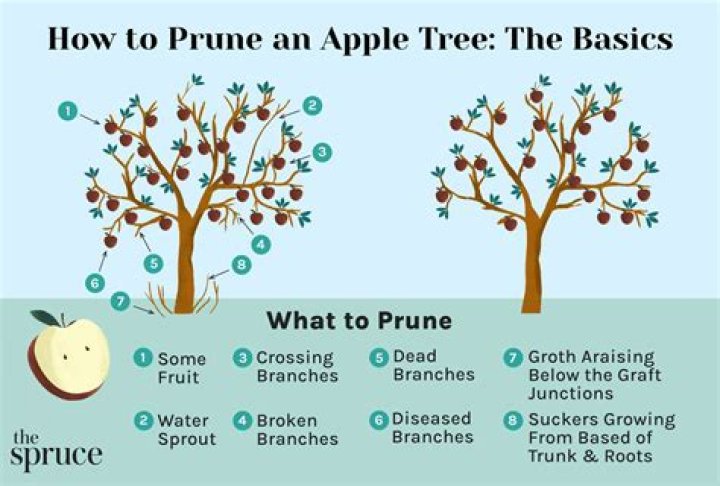 How do you prune high branches?