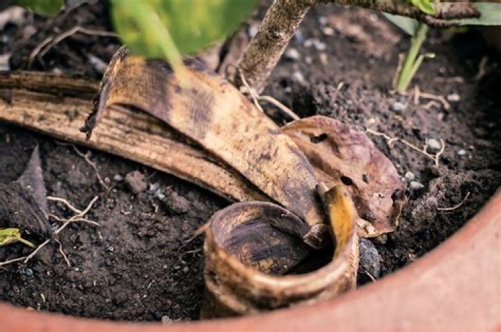How do you put a banana peel in soil?