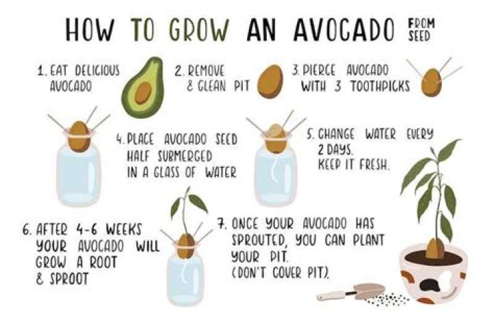 How do you put avocado in your hair?