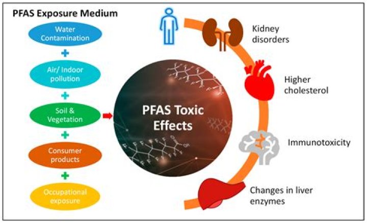 How do you remove PFAS from your body?