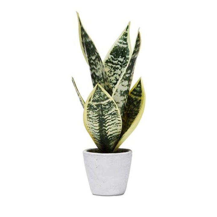 How do you repot your mother in law tongue?