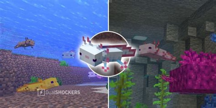 How do you ride an axolotl in Minecraft?