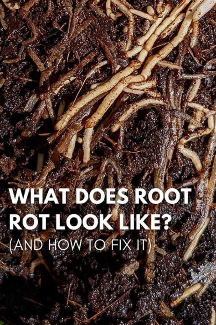 How do you save plants after root rot?