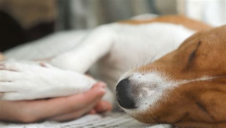 How do you say goodbye to a dying dog?