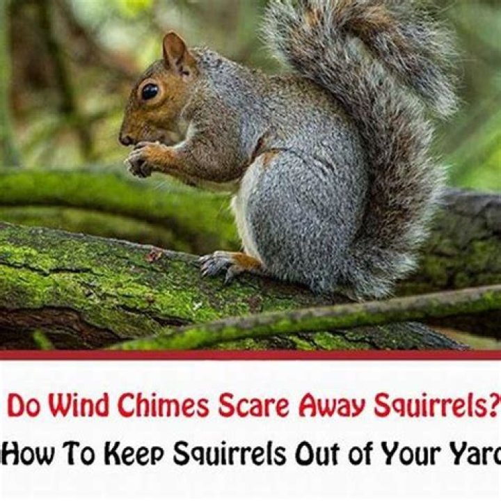 How do you scare squirrels away but not birds?