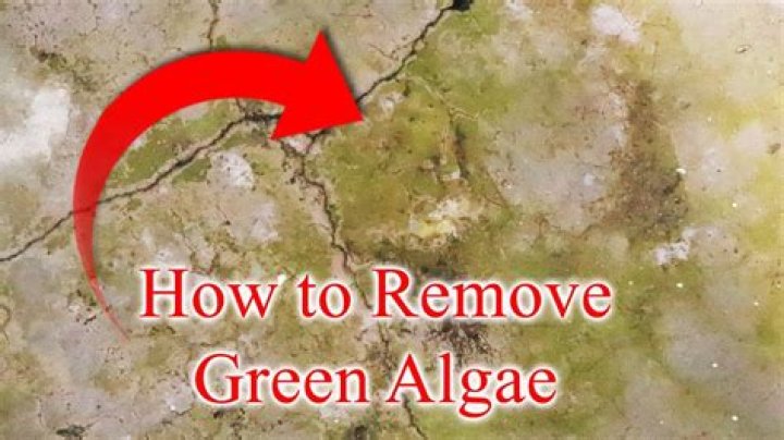 How do you stop green algae growing on concrete?