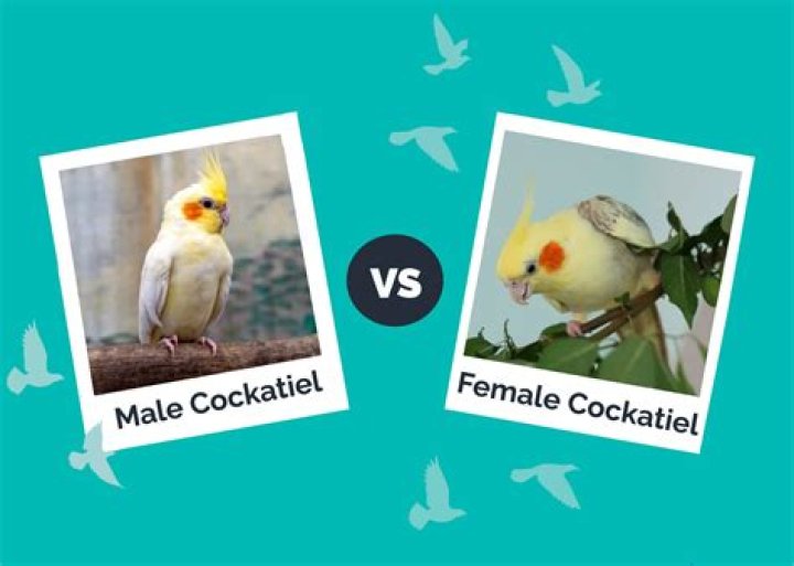 How do you tell if a cockatiel likes you?