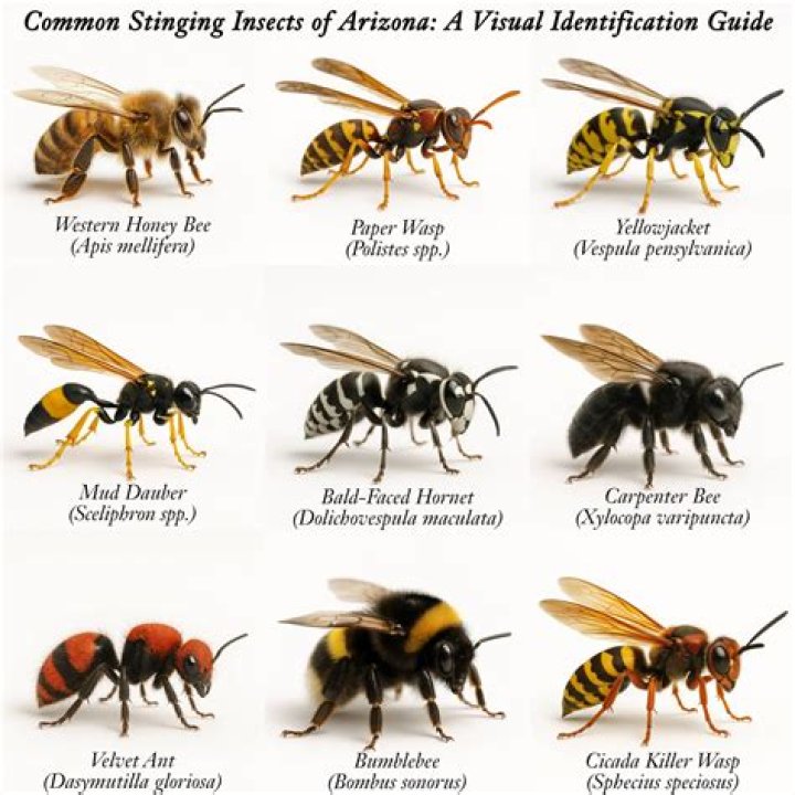 How do you tell if it's a wasp or hornet?