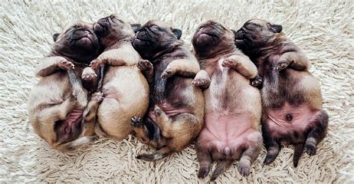How do you tell if your puppy likes you?