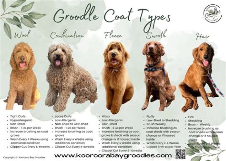How do you tell what type of coat a Labradoodle will have?