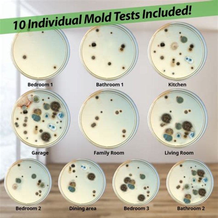 How do you test your house for mold?