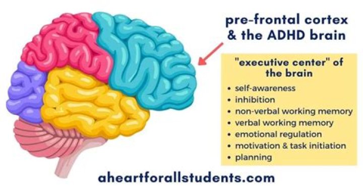 How does ADHD affect the prefrontal cortex?