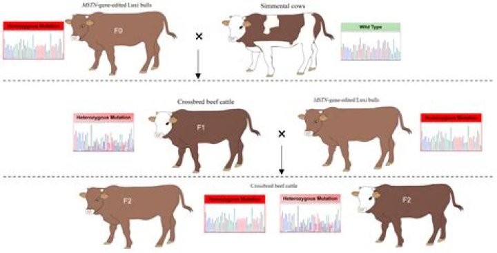 How does selective breeding for milk production affect us as consumers?