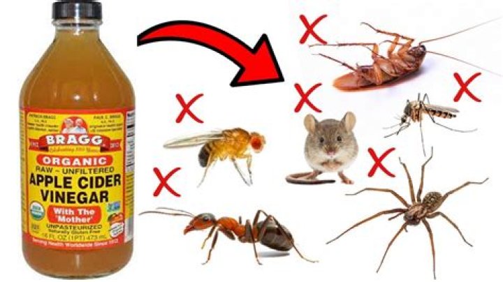 How does vinegar get rid of ground bees?