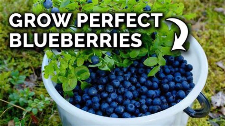 How easy is it to grow blueberries?