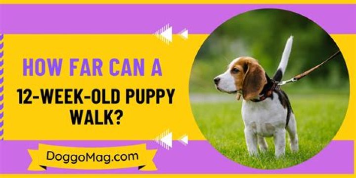 How far should a 12 week old puppy walk?