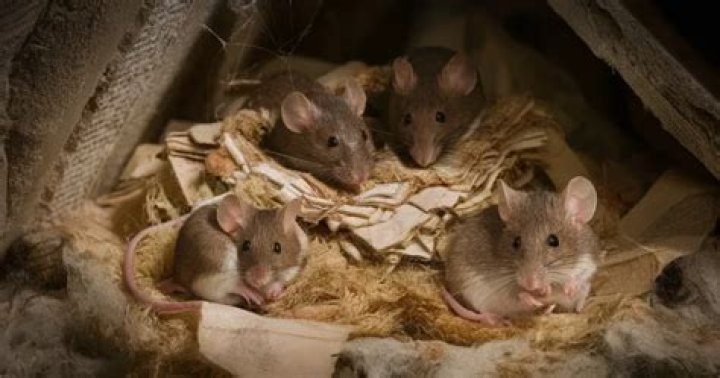 How far will mice travel from nest?